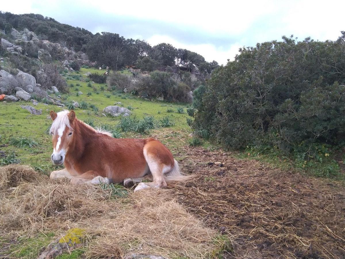 La Cera Farm Camping B&B Santa Teresa Gallura Exterior photo